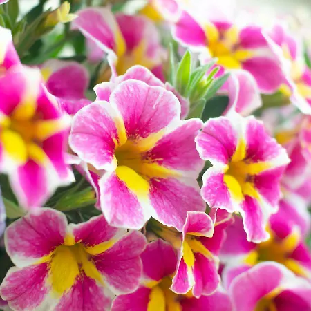 Les Orchidees Avec Piscine & Bed & Breakfast Vaudelnay